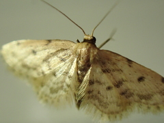 Idaea bonifata
