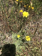 Agoseris apargioides