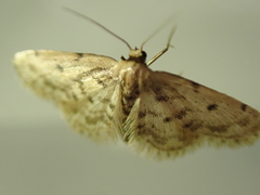 Idaea bonifata