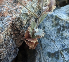 Streptanthus batrachopus