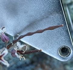 Streptanthus batrachopus