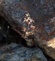 Streptanthus batrachopus