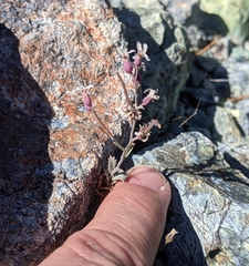 Streptanthus batrachopus