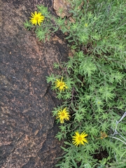 Heterotheca stenophylla