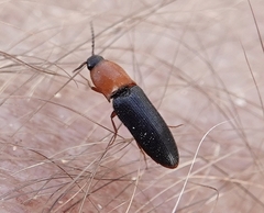 Ampedus atripennis