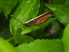 Phlaeoba antennata