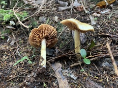 Cortinarius calaisopus