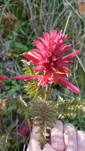 Indian warrior (Pedicularis densiflora)