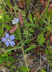 Pinguicula caerulea