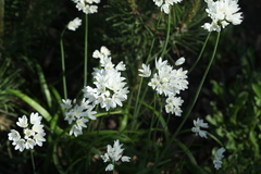 Allium zebdanense