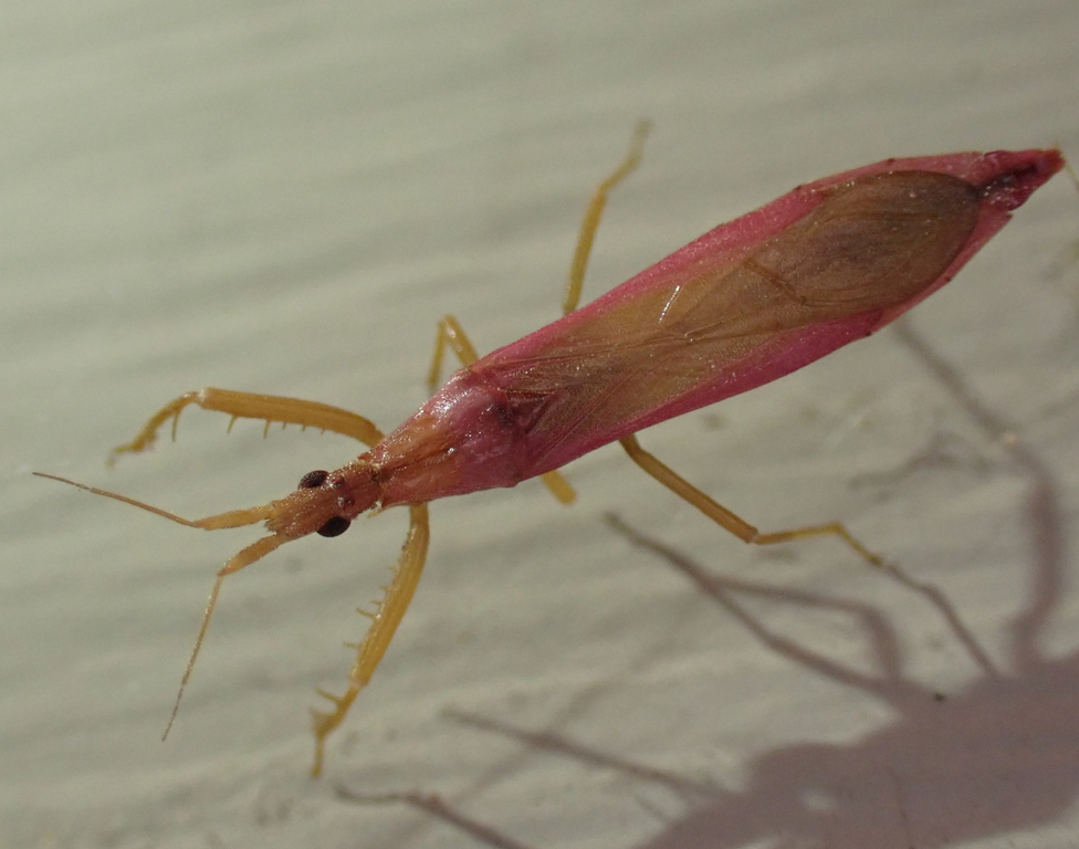 Pnirontis languida