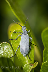 Epicauta cinerea-group