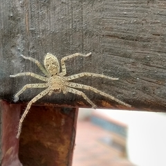 Heteropoda venatoria