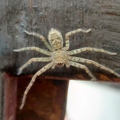 Heteropoda venatoria