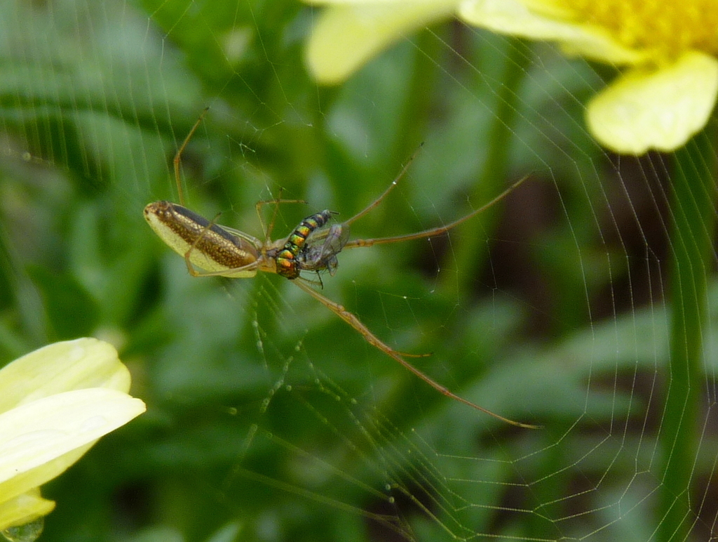 Arañas de Quelíceros Alargados (Género Tetragnatha) · NaturaLista