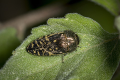 Acmaeodera flavopicta