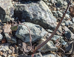 Calochortus umbellatus