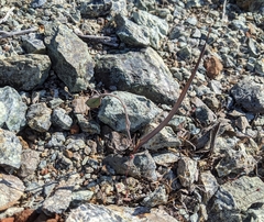 Calochortus umbellatus