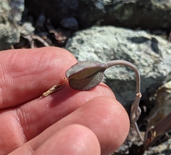 Calochortus umbellatus