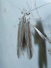 Coleophora bistrigella