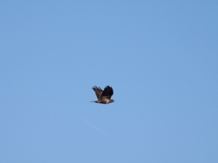 Buteo buteo