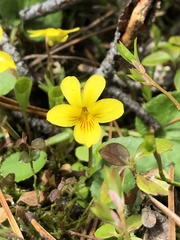 Viola orbiculata