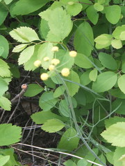 Lomatium simplex