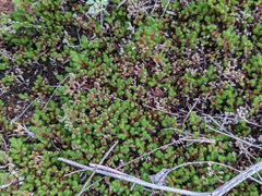 Selaginella rupestris
