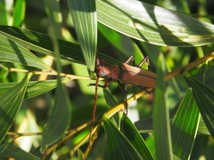 Aegolipton marginale