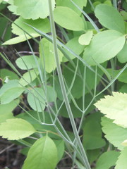 Lomatium simplex