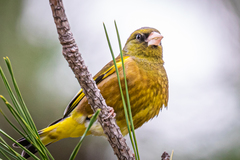 Chloris sinica minor