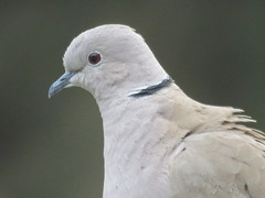 Streptopelia decaocto