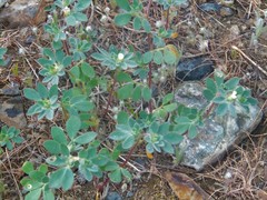 Acmispon denticulatus