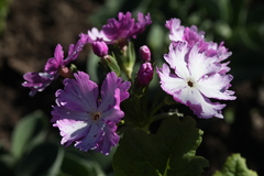 Primula sieboldii