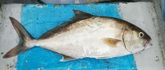 Seriola rivoliana