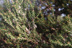 Melaleuca pauperiflora mutica