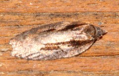Acleris pulverosana