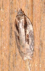 Acleris pulverosana