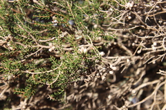 Melaleuca pauperiflora mutica