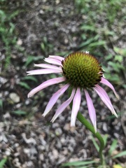 Echinacea paradoxa neglecta