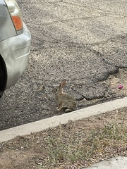 Sylvilagus audubonii