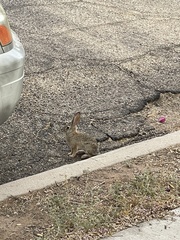 Sylvilagus audubonii