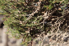 Melaleuca pauperiflora mutica