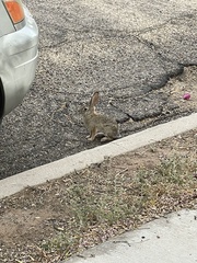 Sylvilagus audubonii