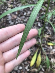 Echinacea paradoxa neglecta