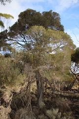 Melaleuca pauperiflora mutica