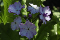 Primula sieboldii