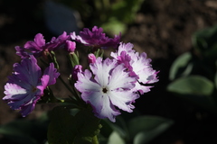 Primula sieboldii