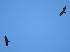 Buteo buteo