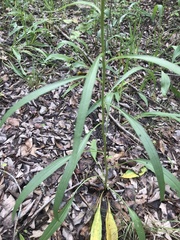 Echinacea paradoxa neglecta